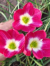 1 Z. Red Tulip Rain Lily Bulbs! Zephyranthes bulb