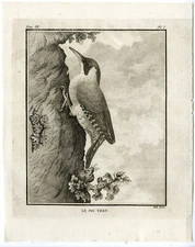 Antique Print-EUROPEAN GREEN WOODPECKER-PICUS VIRIDIS-PL. 1-Buffon-Hulk-1775