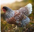 6 Farm Fresh Hatching Eggs Fancy BLUE LACED RED WYANDOTTE Brahpi Orpington ❤️eb — photo 9