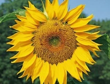 DWARF SUNSPOT SUNFLOWER SEEDS 30+ shorty 2 FT ANNUAL garden BEES Free Shipping