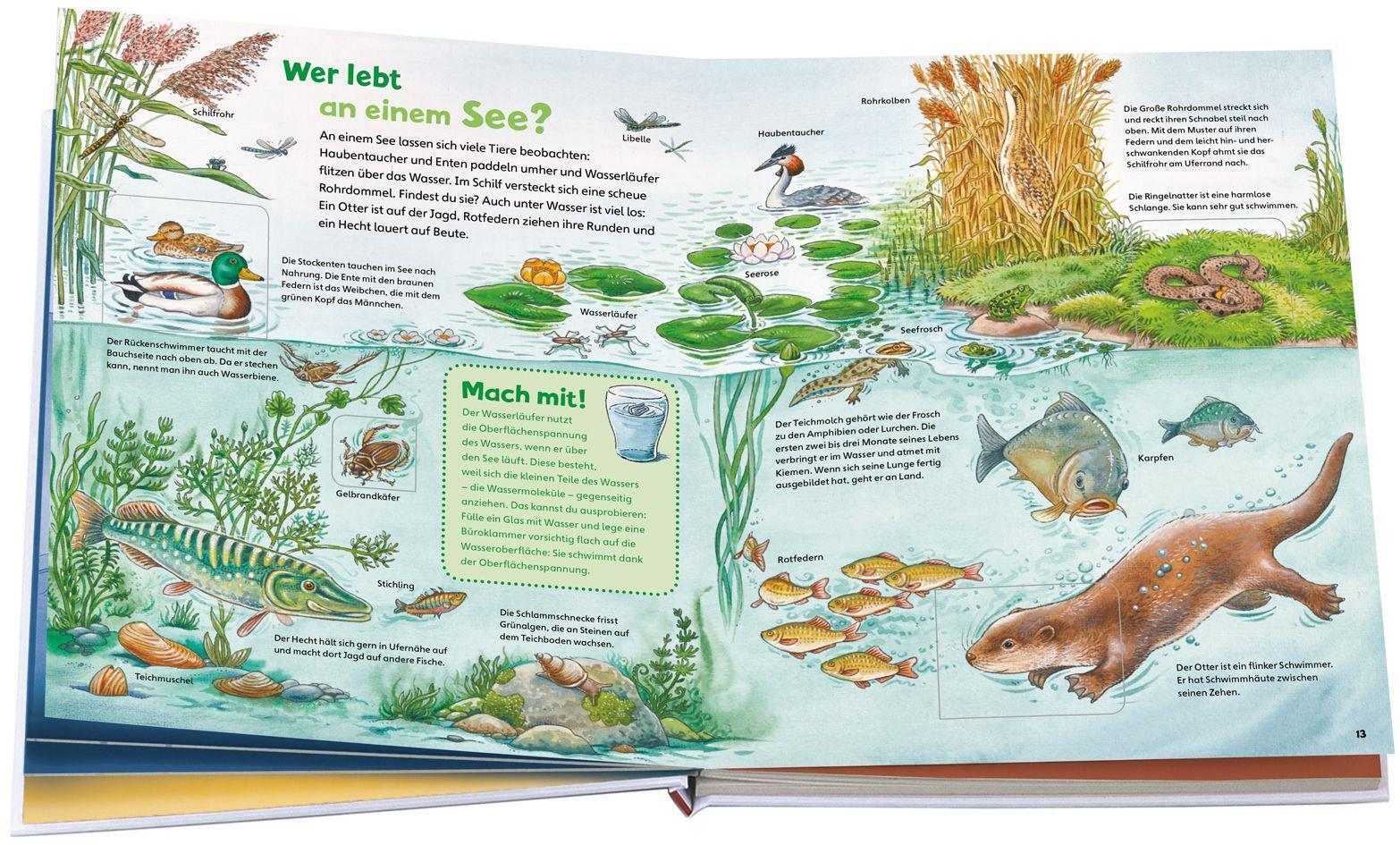 Thumbnail - Was Ist Was Junior Entdecke Die Natur | Christina Braun | Buch | 26 S.