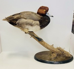 Super Rare! Beautiful Antique or Vintage Duck Taxidermy With Blue Bill