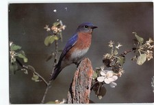 Postcard Bluebird Siata Sialis Bluebird Restoration Assoc. Of Wisconsin Usa Postcard Bluebird Siata Sialis Bluebird Restoration Assoc. Of Wisconsin Usa