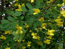 Siberian Pea Tree, Caragana arborescens, Seeds (Hardy, Fragrant, Hedge)