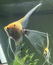 Golden Sunset Adult Veil Angelfish Approx 3-4 Inch diam - 1 Pack