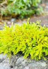 Pacific Northwest Moss variety. 9 inches by 5 inches (45+ sq. inches mix).