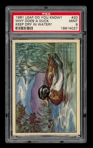 1961 Leaf Do You Know? Set-Break # 20 Why Does A Duck Keep Dry In Water? PSA 9