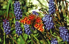 Picture Postcard-:A Butterfly, At Rest