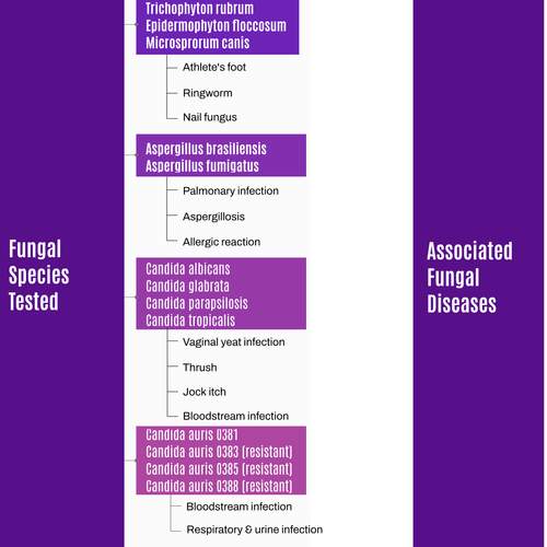 Candidan® Erase Kills Candida auris Natural Antifungal 16 OZ Spray
