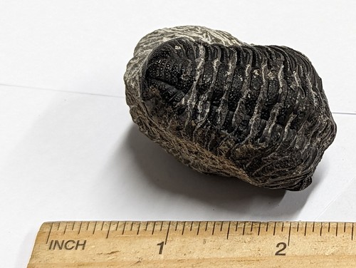 Devonian Age TRILOBITE Fossil From Morocco (#F4484) - Picture 2 of 5