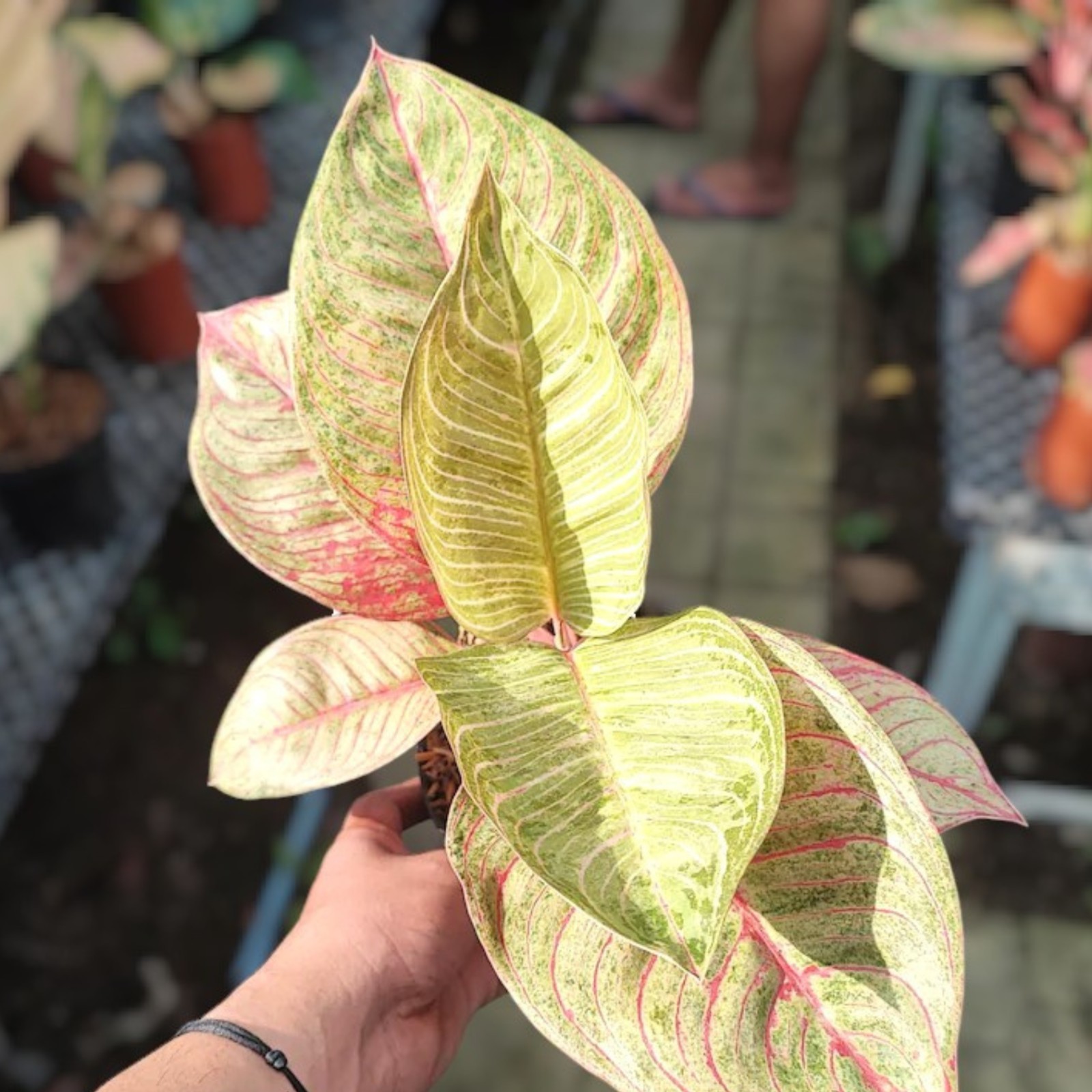 aglaonema army aglaonema suroso (, , )