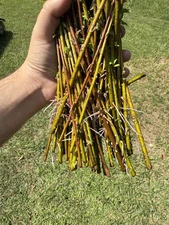Single Weeping Willow Cutting – Live Tree Start, Hardy, Fast Growing Shade