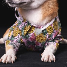 10 Pcs Hundemarke Rohling Blanko Hundeanh&auml;nger Erkennungsmarken F&uuml;r Haustiere