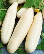 Cucumber Seeds White Wonder 50 Seeds Cucumis Sativus Cucumber