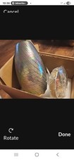 Pendant Glass Lighting for Kitchen, Island Or Other Gold Color New In Open Box