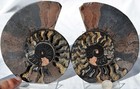 Large Black Ammonite Pair Crystals 110myo Dino age Fossil 138mm XXL 5.4" 9603ee — photo 1