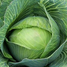Golden Acre Cabbage Seeds, NON-GMO Free Shipping!