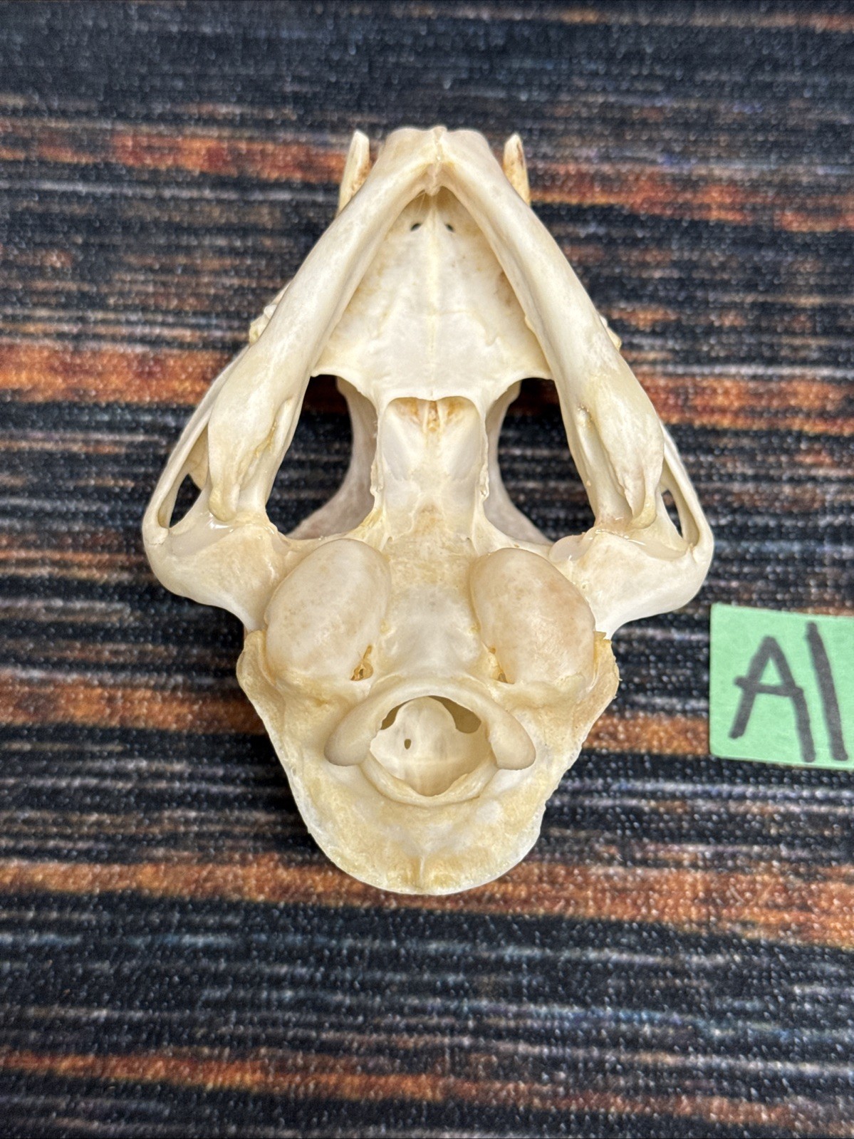 Real XL American Bobcat Skull Animal Mounts Christmas Gifts Man Cave Decor Craft