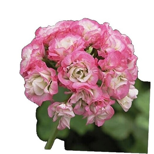 best pots for bamboo plants Party Goods 72939 7 in. Bamboo Pot Cover