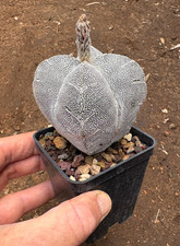 ASTROPHYTUM MYRIOSTIGMA CV. ONZUKA  QUADRICOSTATUM V TYPE - CACTUS - VASO Ø8