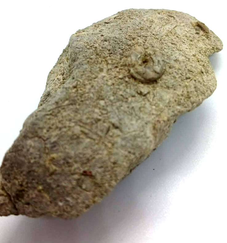 Fossilized fragment containing marine invertebrate fossil, crinoid 