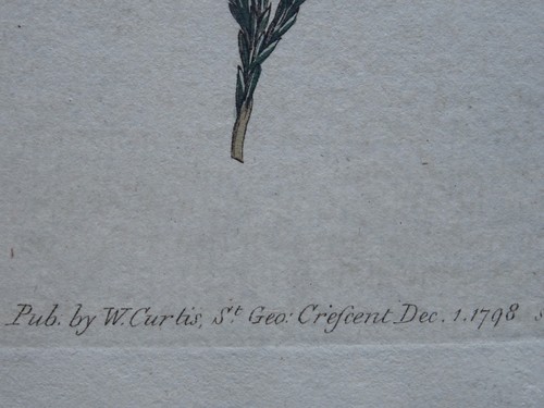 c1798 ERICA AITONIA PL429 Curtis's Botanical Print by Syd Edwards - Picture 3 of 6