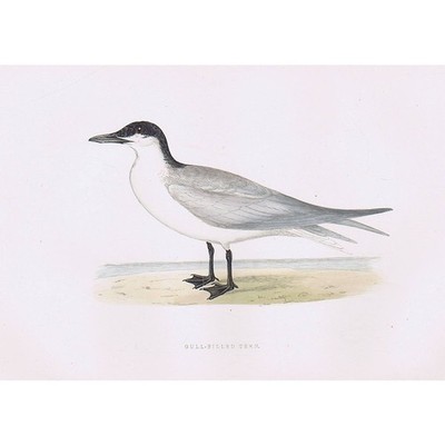 VÖGEL Möwe Schnabelseeschwalbe - handkolorierter antiker Druck 1891 von Rev FO Morris