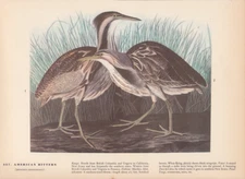Audubon 1942 Vintage Birds #337 "American Bittern" Full Color Art Plate Litho