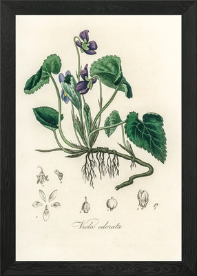 Viola Odorata Illustration gerahmtes Wandbild Poster Leinwanddruck Bild