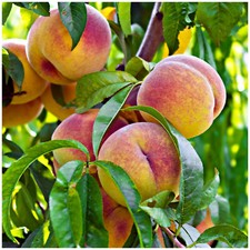'Peregrine' Peach Tree 4-5ft Self-fertile,Excellent Rich Flavour,Early Cropping