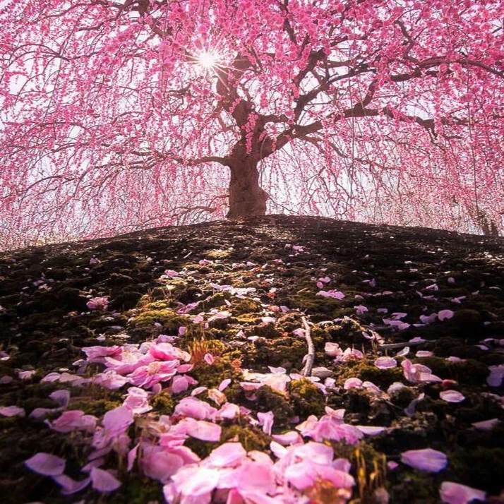Semillas (péndula) de flor de cerezo en flor japonés "WEEPING SAKURA" resistente rápido Foto 4 de 4