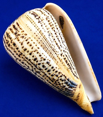 Conus Suratensis 120.5 mm XL Cone Shell  w/ Operculum Chonchology label