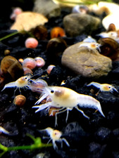 White Crayfish juvenile - Procambarus Alleni - UNSEXED ONLY 