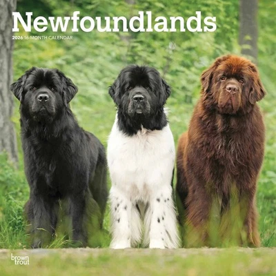 BROWNTROUT PUBLISHERS Newfoundlands Calendar 2026 - Dogs - Month To View