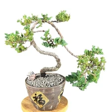 Juniper Bonsai Tree 13"H Evergreen Trained Outdoor Juniper Procumbens Nana