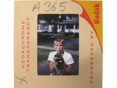 Slide 35mm photo vintage 1961 Kodak neighborhood kid with pet racoon A365