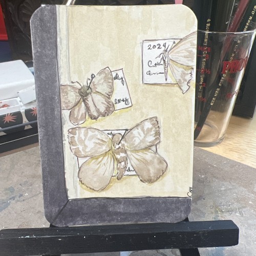 ACEO/ATC Original Painting 2.5 x 3.5 In., Watercolor Moth Lepidoptera Specimen