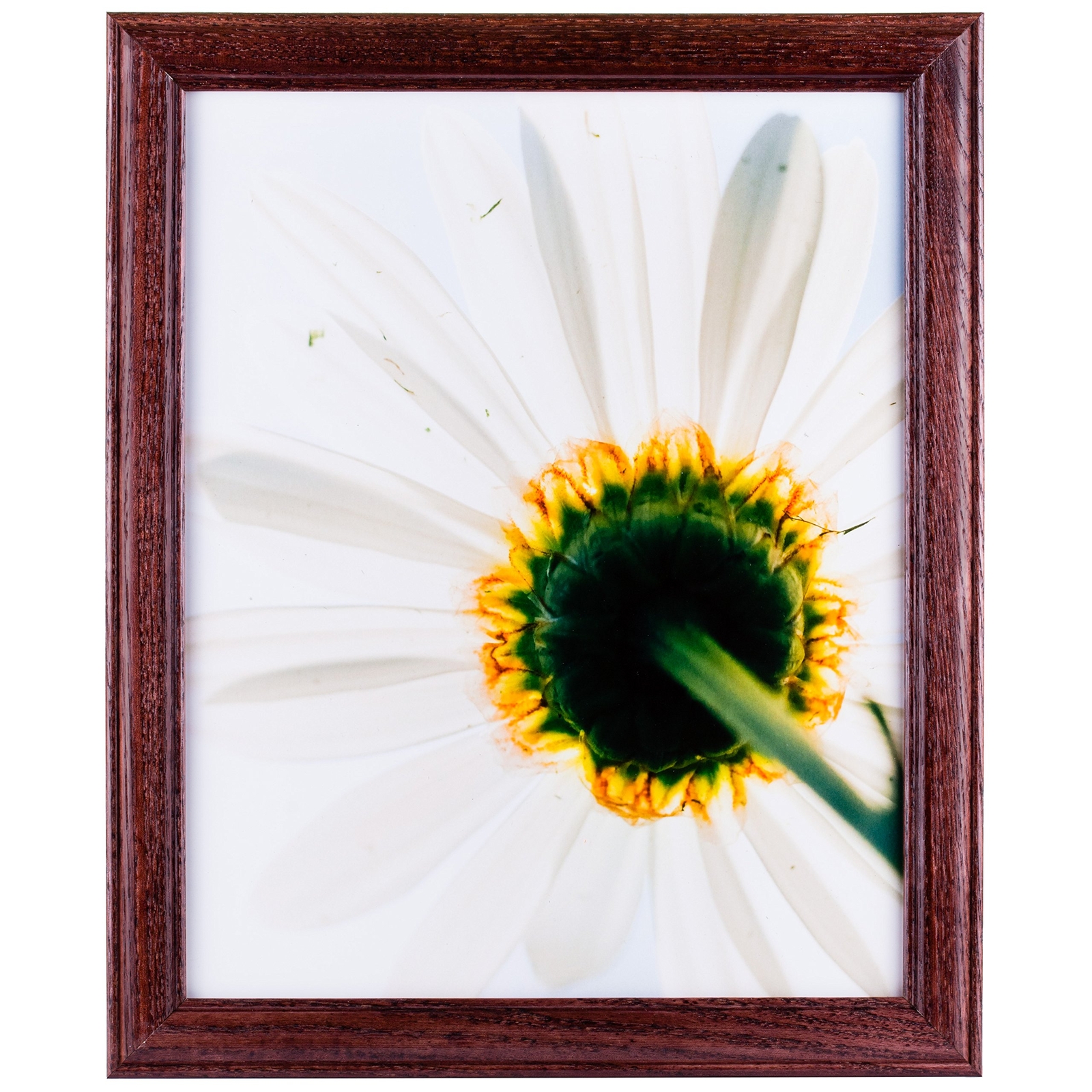 Wiltshire 236 Red Hardwood Picture Frame 4x10 Inch Simple Elegant Design