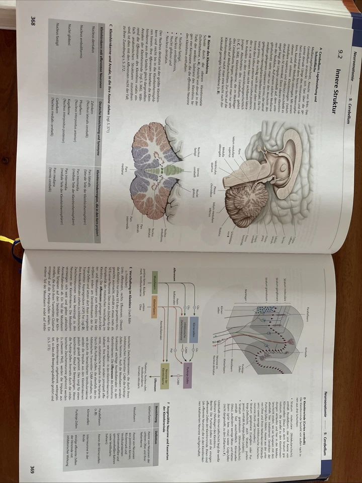 Prometheus Kopf, Hals und Neuroanatomie: LernAtlas der Anatomie - Bild 3 von 3