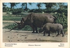 Black Rhinoceros (Diceros Bicornis) Mother Calf ROTALFOTO Vintage Postcard PC