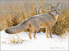 Swift Fox Study  - Robert Bateman - Signed & Numbered Ltd Ed Print
