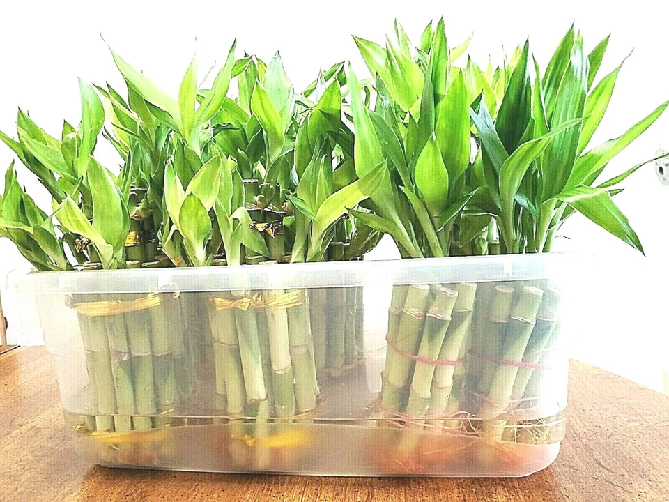 Plantas de bambú de la suerte de 4" 6" 8" - 3 tallos, Feng Shui, REGALO Foto 4 de 4