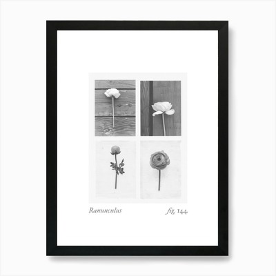 Ranunkeln Botanische Collage 2 Kunst Gerahmtes Wandbild Poster Leinwanddruck Bild