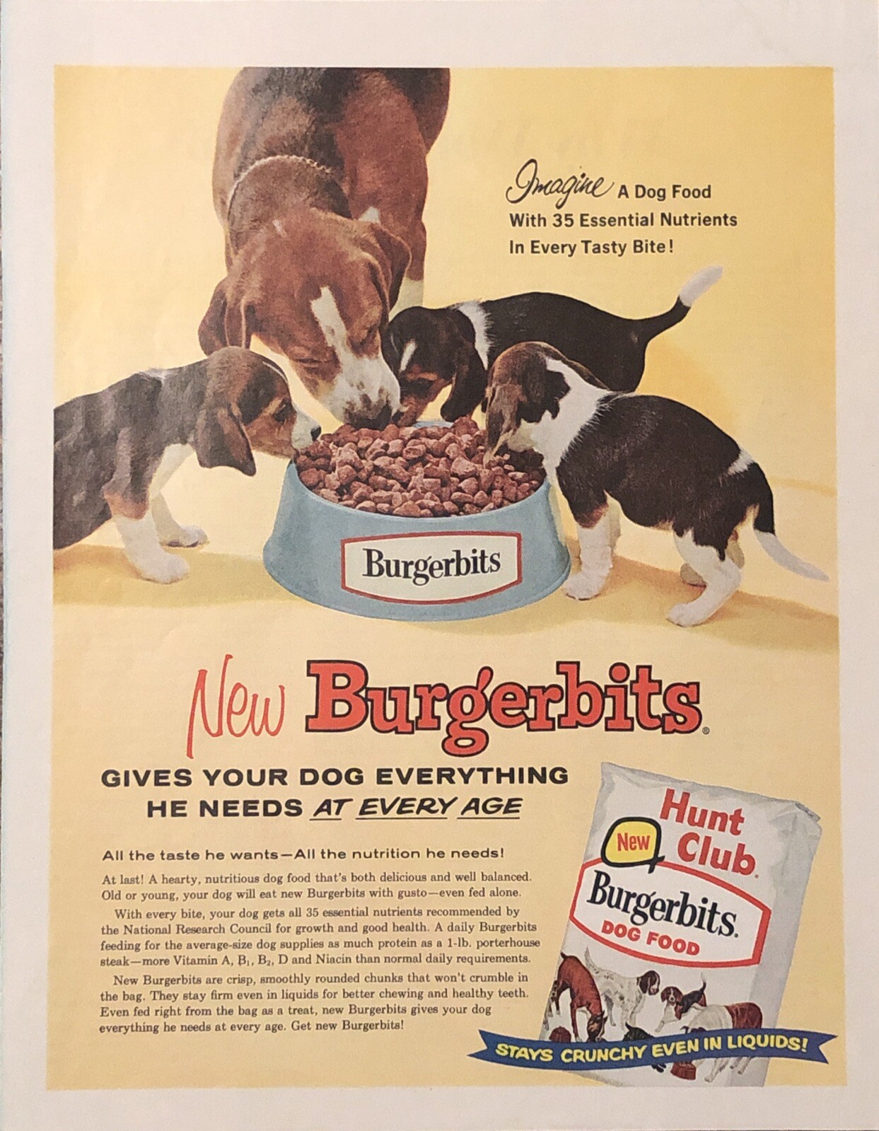 Print Ad Beagle & Her Puppies Dry Bag Vtg 60s