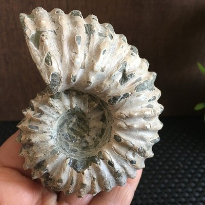248g Natural  Stone sculptor decorationspecimens of Madagascar   fb966