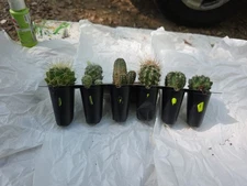 6 Live Cactus Seedling Real Plants Cacti Dish Garden Indoor Outdoor Plant  Lm