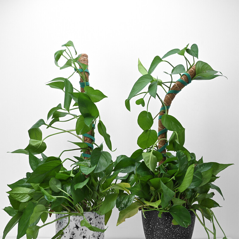 2pcs 25"Bendable Moss Pole Plants Coconut Poles Plant Cages Climbing