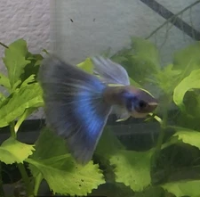 10 Purple Moscow Guppy Fry