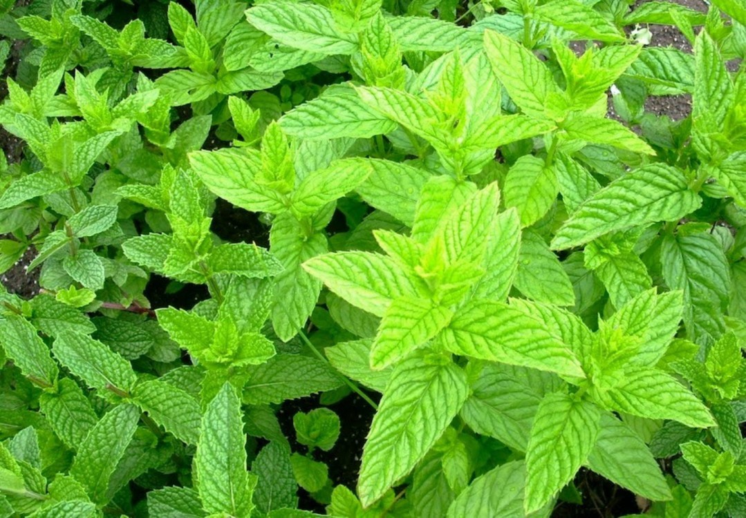HERB  SPEARMINT GREEN MINT  MENTHA SPICATA   4000 SEEDS