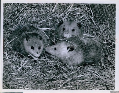 1940 Baby Possums In Nest Of Straw Respond Tographer Animals Vintage Photo 7x9